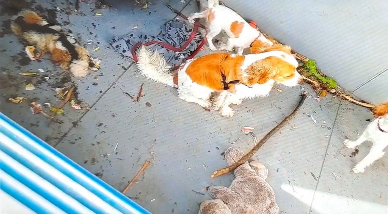 Tre hunde lukket inde på en beskidt altan